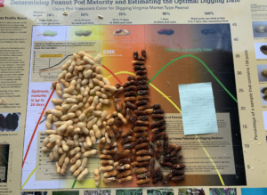 Cover photo for September 12 Peanut Maturity Samples